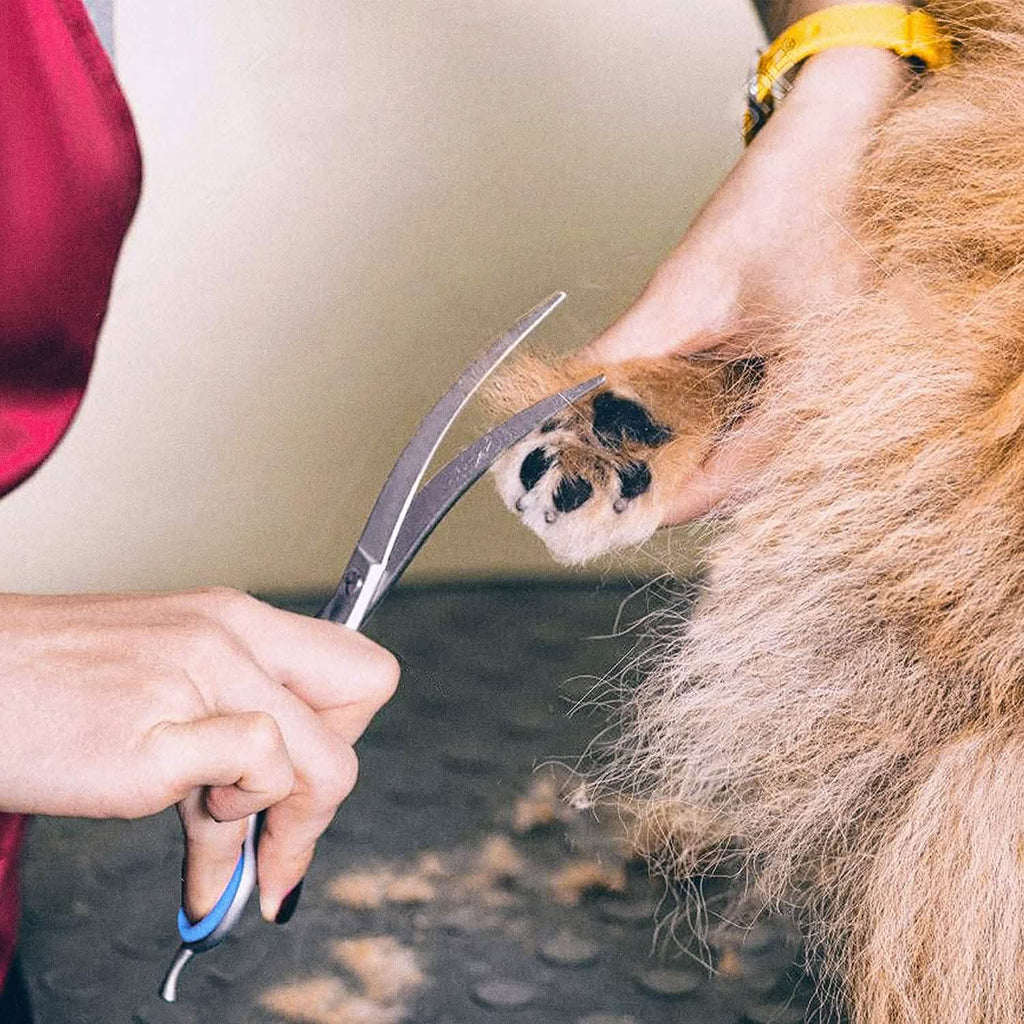 Gimars 6-in-1 Professional Stainless Steel Safety Pet Grooming Scissors